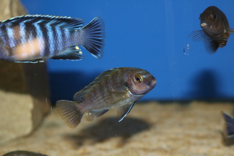 Chindongo minutus 'Lion's Cove'